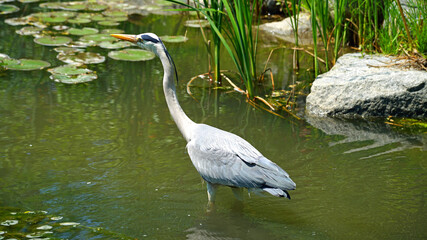 Gray heron looking for fish in a stream