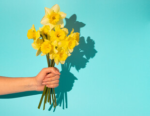 Woman hand holding bouquet of blooming yellow narcissus flowers or daffodil on blue background....