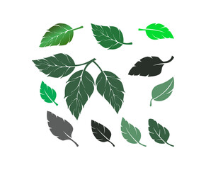 green leaves set vector illustration