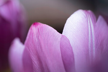 Macro photo of some petals of a single light purple tulip with blurred background