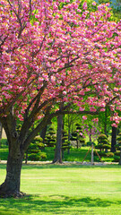 Fototapeta na wymiar a blooming pink cherry blossom in the park