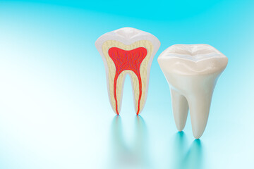 3d rendering of healthy teeth anatomy on light blue studio background for medical education.
