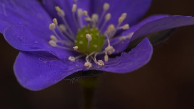 Sliding forward toward the middle of the liverleaf flower with focus plane moving through violet sepals toward pistil and stamens. Extreme macro.