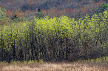 633-22 Spring Foliage