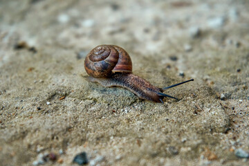 The snail crawls on the sandy road, the malyusk with the outer sink. Snail, slug. Selective focus