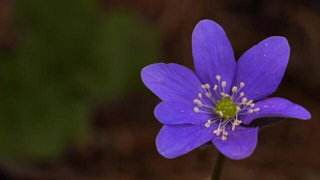 Elegant flower of liverleaf (Hepatica nobilis), perennial blooming early in the spring. Macro, slide from right to left.