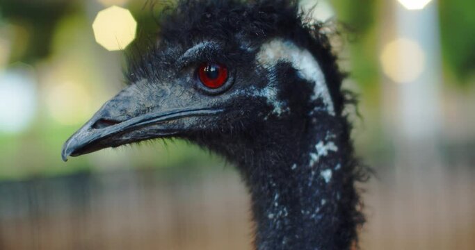 close shot on an Emo ostrich with red-eye, looking at the camera, beautiful background