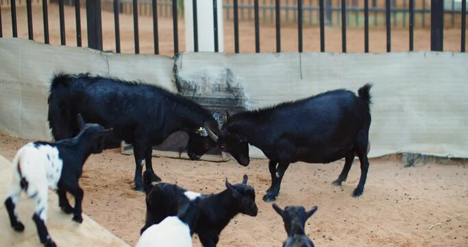 Two goats fighting while their babies are watching, creating a beautiful scene