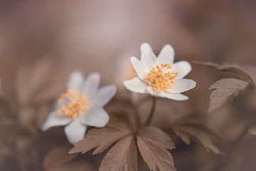 Piękny zawilec gajowego. Białe kwiaty anemonów kwitnących wiosną w lesie. Delikatne płatki zawilca. Rozmyte pastelowe tło.  - obrazy, fototapety, plakaty