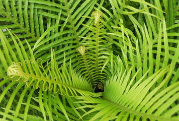 fern leaf in the forest.Cycadales plant image