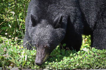 Closeup of a young black bear eating vegetation