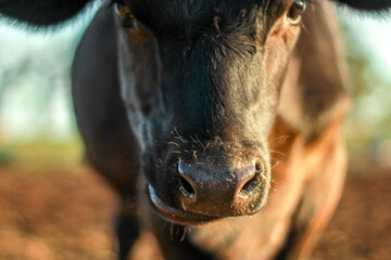 portrait of a horse