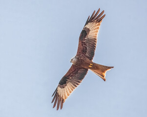 Fototapeta premium Fliegender Rotmilan