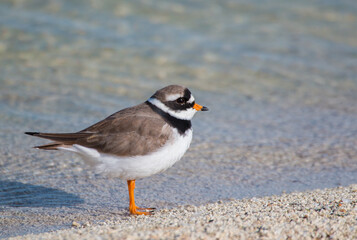 Little ringed plover, Charadrius dubius at Lake Sevan
