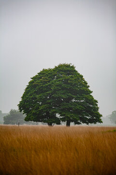 The typical tree standing in the middle of the grassland in nature reserve Kampina in The Netherlands. Kampina is one of the many beautiful nature reserves in The Netherlands, with wide views.