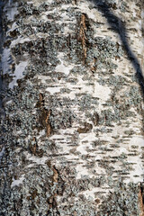 Birch  bark background. Birch tree with lichen..