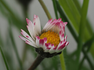 Gänseblümchen (Bellis perennis) © Lothar Lenz