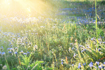 Beautiful spring field of small blue flowers in the sun at dawn with natural blured background, spring concept, Scent of spring in field nature awakening, beautiful sunlight in a grass field