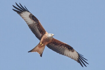 Obraz premium Fliegender Rotmilan