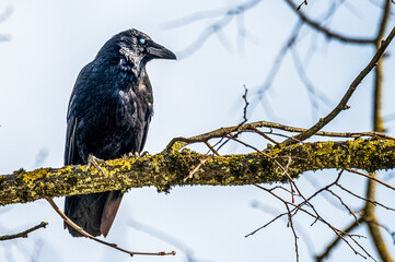 Rabe auf einem Ast