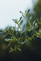 branch of a olive tree