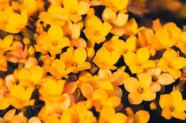 Obraz na płótnie Canvas Many small yellow flowers macro