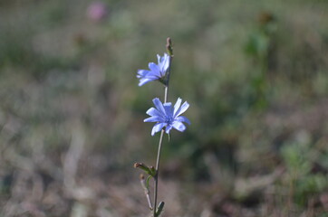 White wild flower alone in the nature