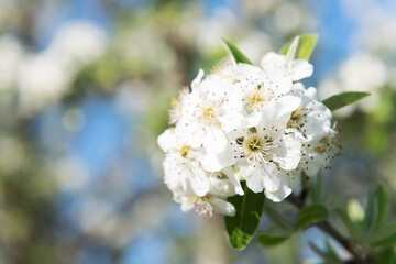 Wild blossoming pear on a branch closeup, spring flower background