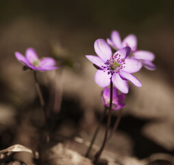 Fototapeta premium Wiosenne kwiaty - Hepatica nobilis