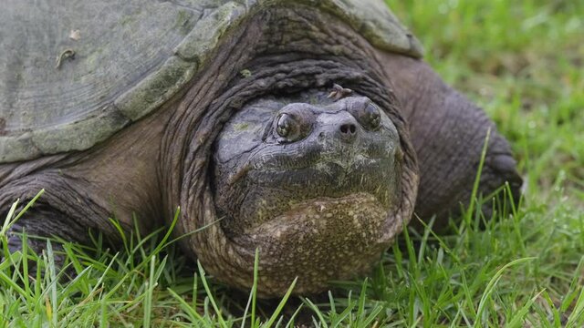 Close Up of a Common Snapping Turtle