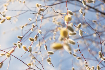 Willow tree branches with flowers against blue sky close up