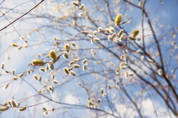 Willow tree branches with flowers in sunlight against blue sky background