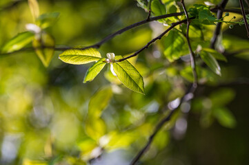 Frühling