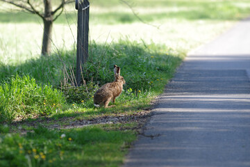 ein wilder hase sitzt am wegesrand