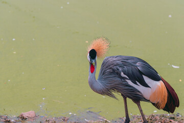 Bird in the nature looking for food. In the summer, the water in the streams begins to run low.