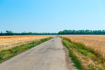 Fototapeta na wymiar Rural field road scene. Summer rural road. Rural road landscape
