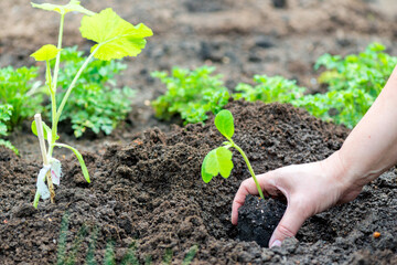 farmer planting a cucumber seedling in the vegetable garden