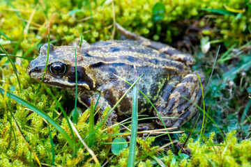 A common frog, Rana temporaria, hiding between the green gras and moss in Ireland.