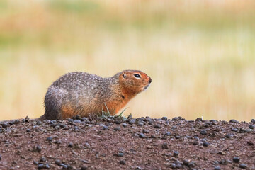 Naklejka na ściany i meble Side view of a ground squirrel sitting on a mound
