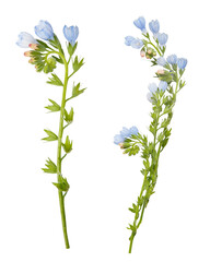 Little blue wild flowers isolated on white background