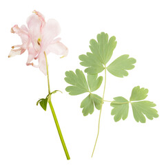 Isolated single gentle pink flowers on white background. pink Aquilegia