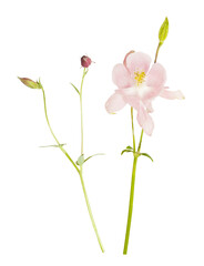 Isolated single gentle pink flowers on white background. pink Aquilegia