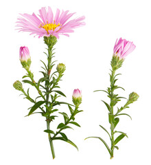 Flower and bud of  pink daisy-gerbera isolated on white