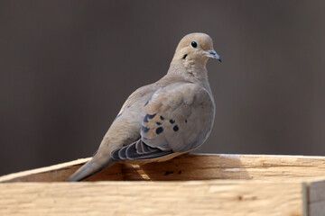 Mourning dove on bird feeder in pouring rain in spring