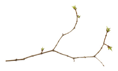 Young spring branch of lilac isolated on white. Spring mood. Lilac twig extracted on white background