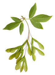 Young spring maple or ash branch isolated on white. 