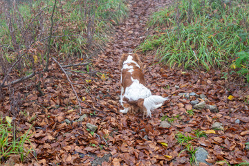 Cavalier King Charles Spaniel on a path covered with fallen leaves