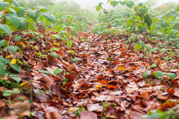 Picturesque scene of fallen leaves in the woods in autumn