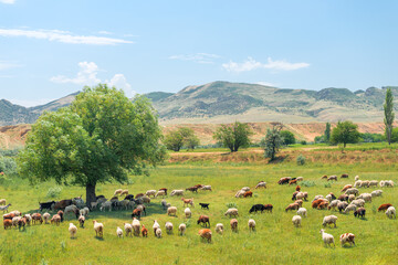 Fototapeta na wymiar Mountain sheep grazing in the meadow. Sheep in pasture. Sheep on grass.
