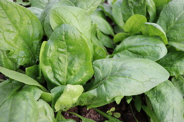 Fresh organic leaves of spinach growing in the garden